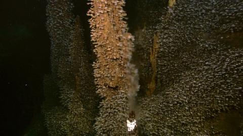 Deep-sea molecular ecology