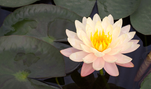 yellow lotus flower on a pond