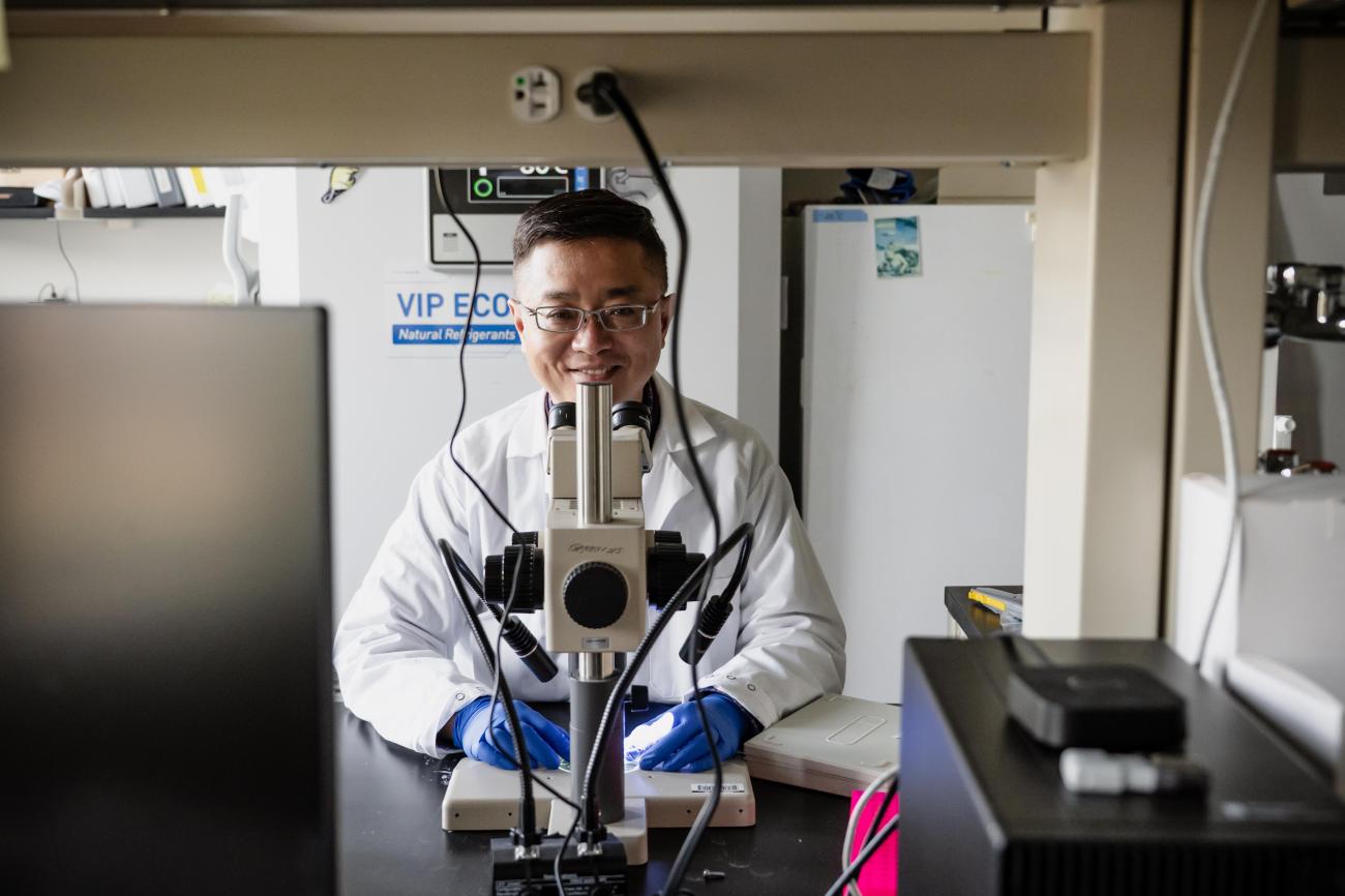 Ju Lu in the lab sitting in front of a microscope  