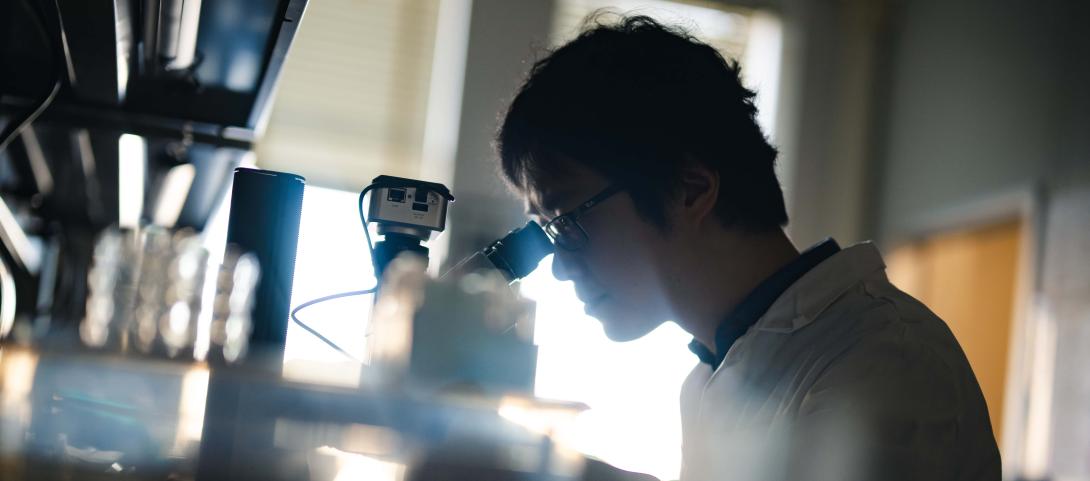 Chenshu Liu looks through a microscope in the lab